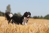 BORDER COLLIE 131